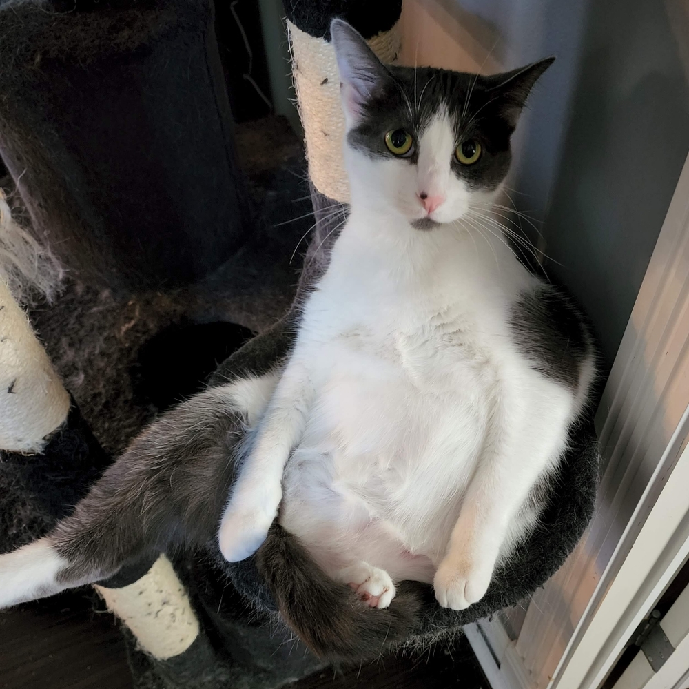 😻 Meet Your Posher's Cats! 😻 - Picture 11 of 16